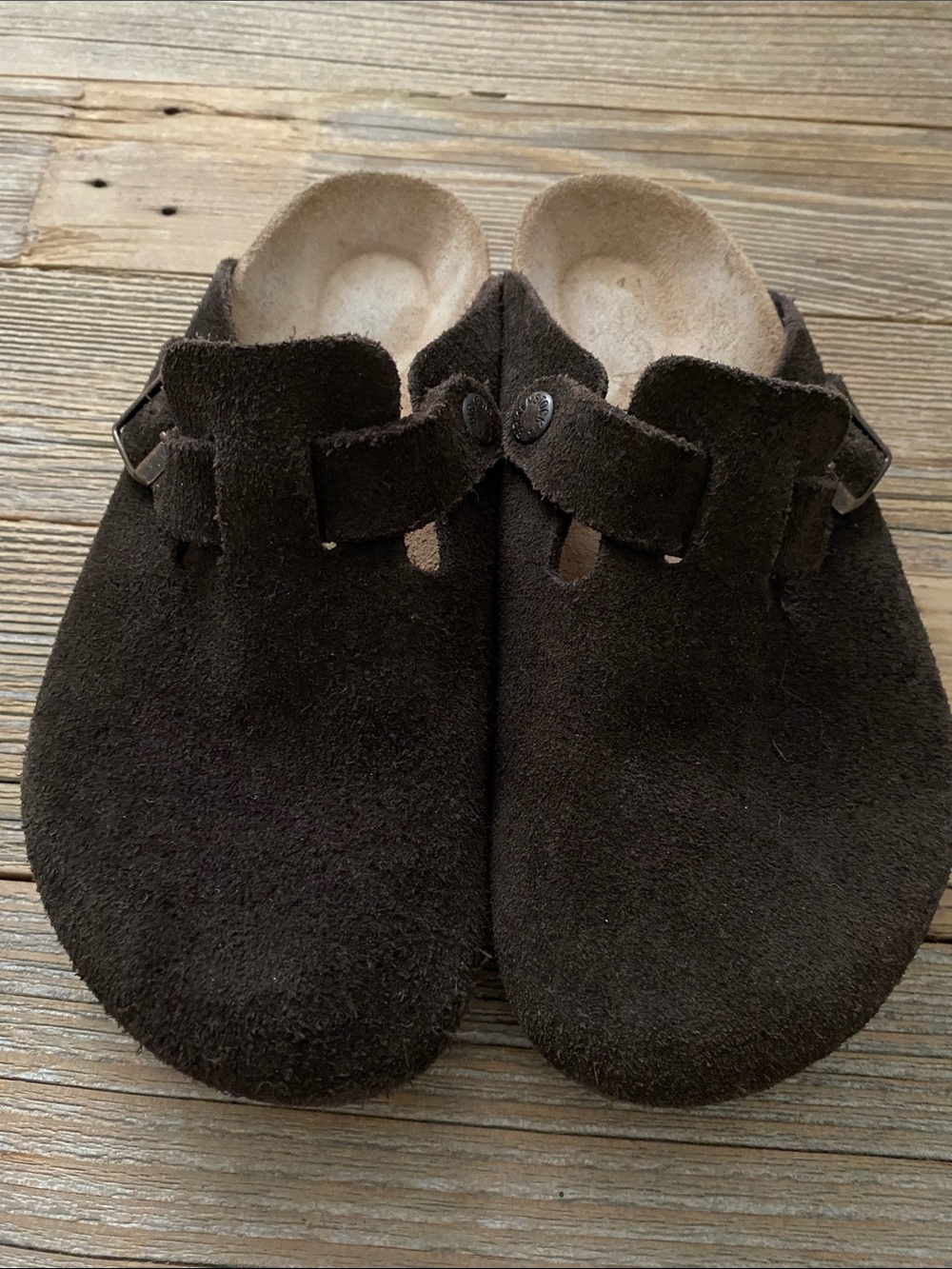Chocolate Brown Bostons. 38L7M5.